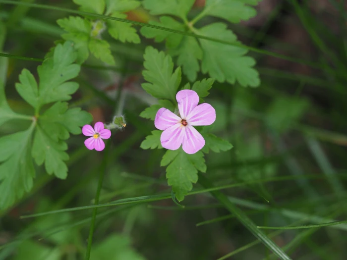 Geranium purpureum image