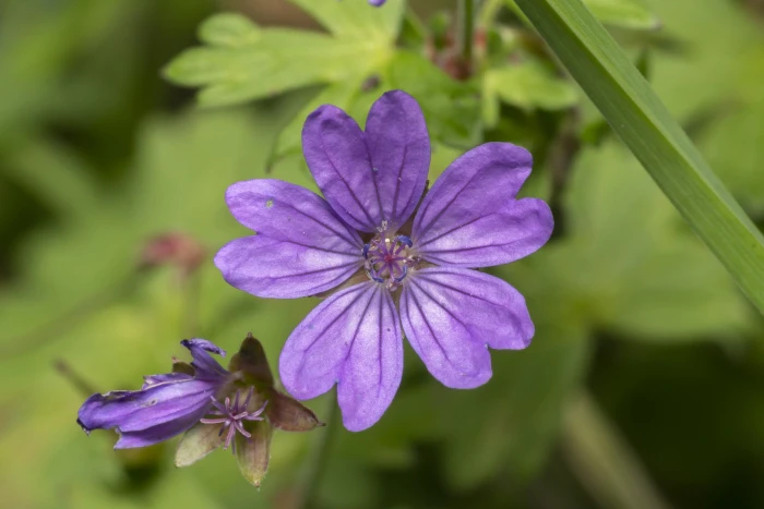 Geranium pyrenaicum image