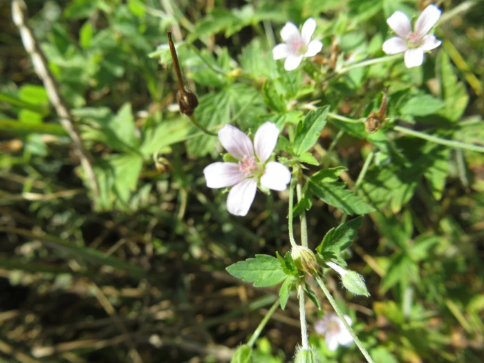 Geranium sibiricum image