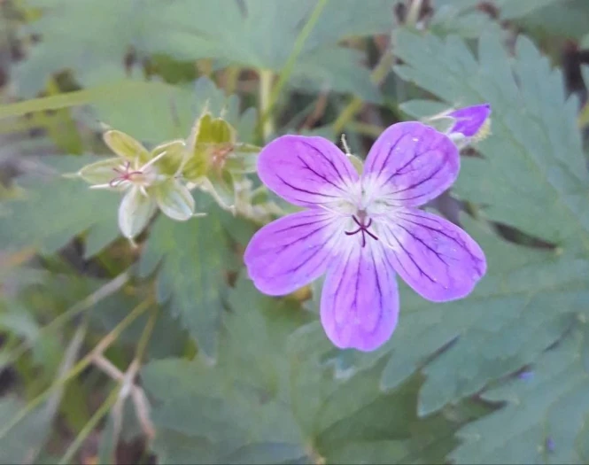 Geranium sylvaticum image
