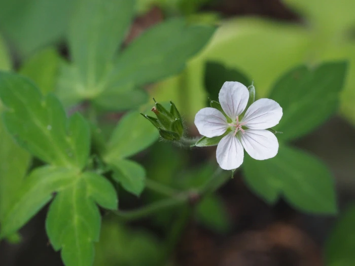 Geranium thunbergii image