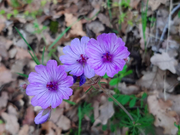 Geranium tuberosum image