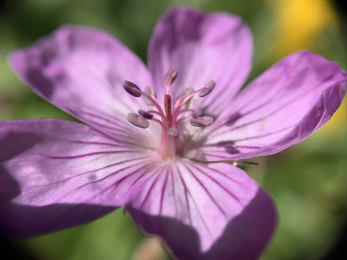 Geranium viscosissimum image