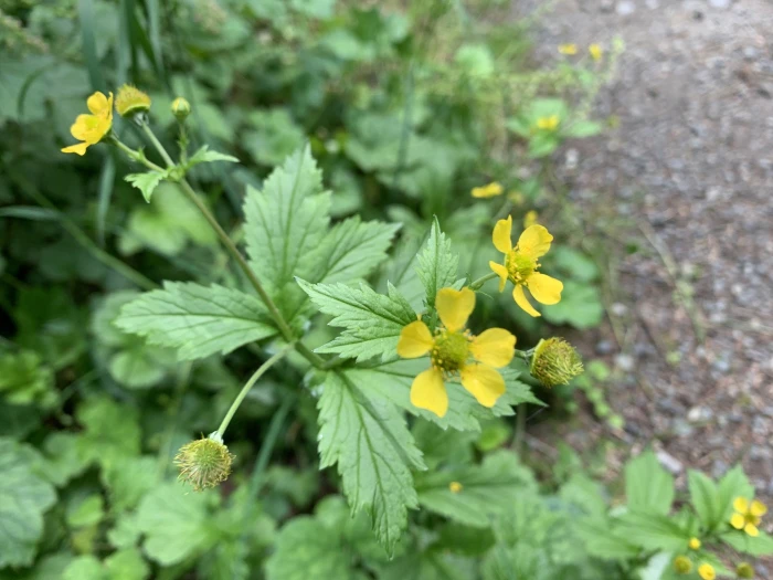 Geum macrophyllum image