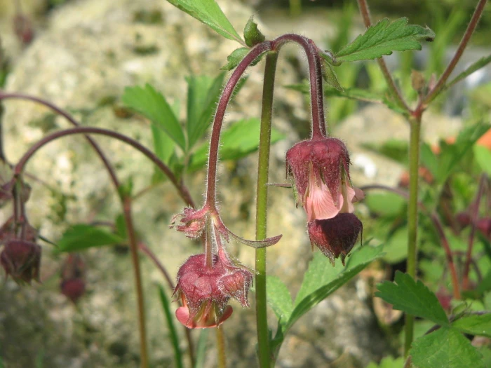 Geum rivale image
