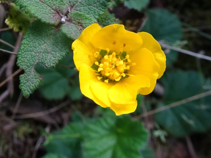 Geum sylvaticum image
