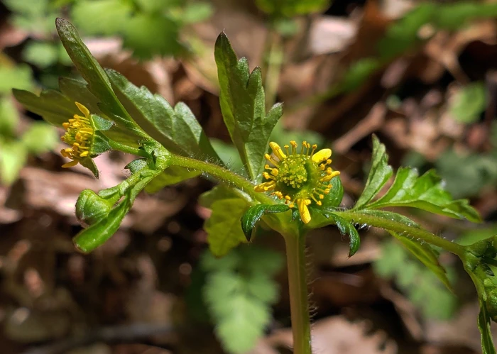 Geum vernum image