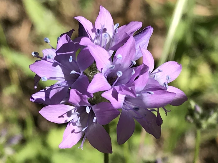 Gilia achilleifolia image