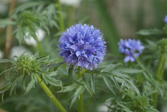 Gilia capitata image