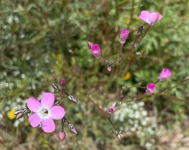 Gilia leptantha image