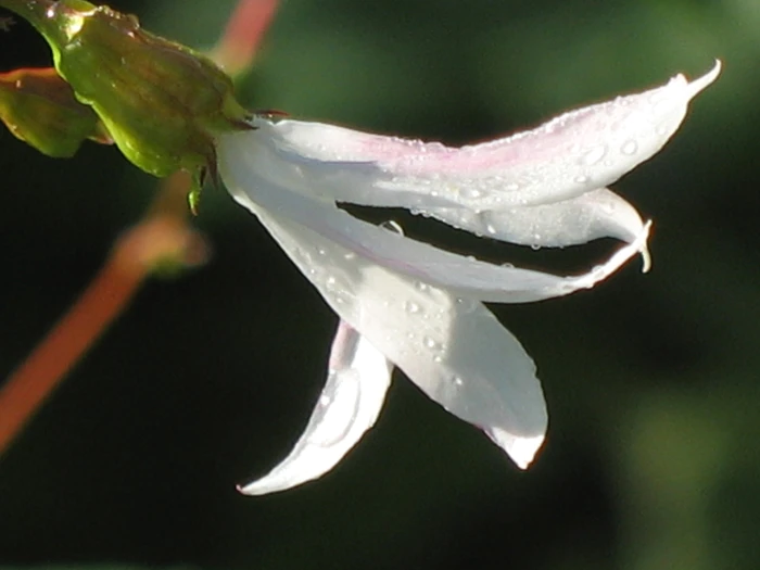 Gillenia trifoliata image