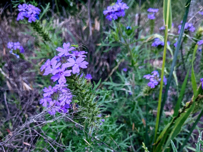 Glandularia bipinnatifida image