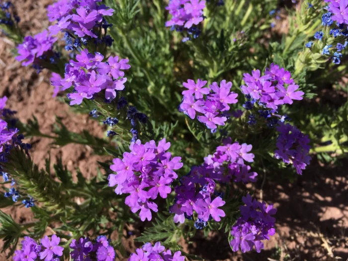 Glandularia bipinnatifida var. ciliata image