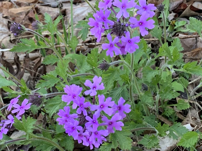 Glandularia canadensis image