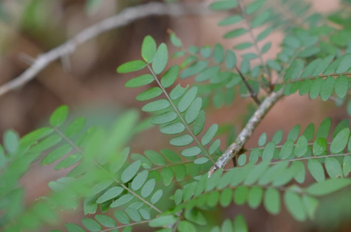 Gleditsia aquatica image
