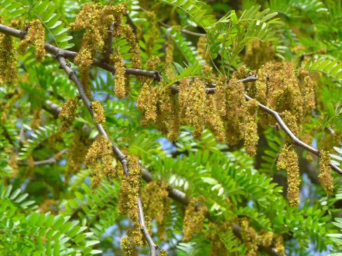 Gleditsia triacanthos image