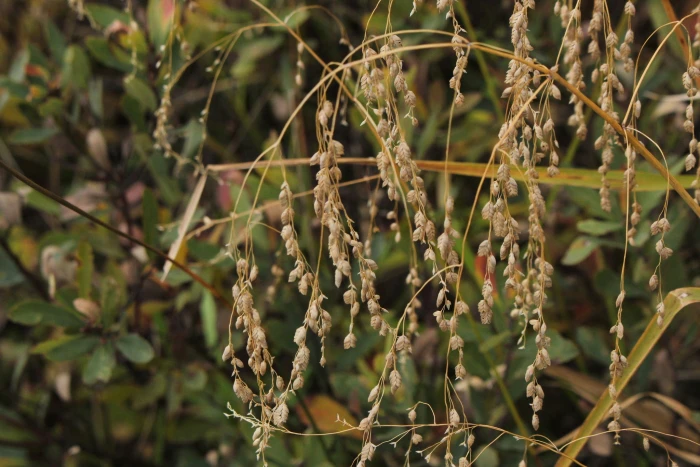 Glyceria canadensis image