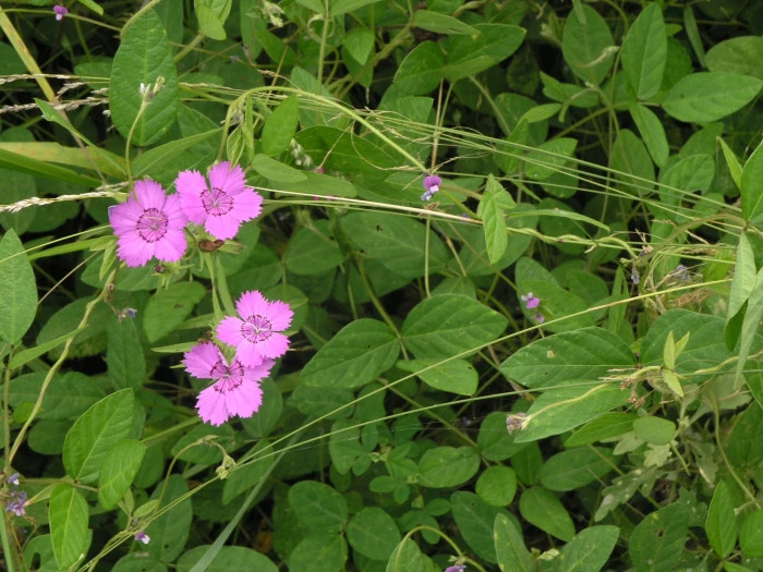 Glycine max image