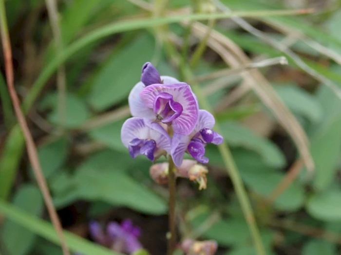 Glycine tabacina image