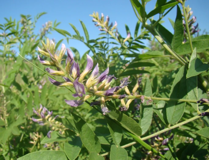 Glycyrrhiza glabra image