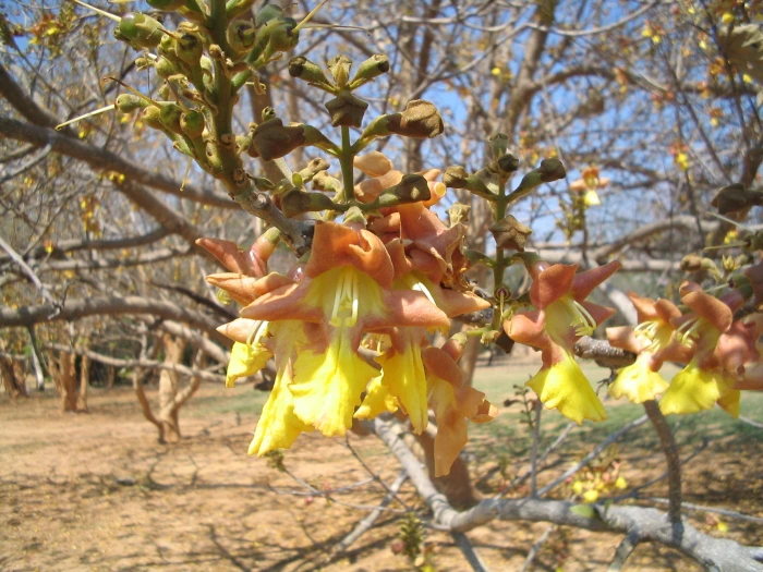 Gmelina arborea image