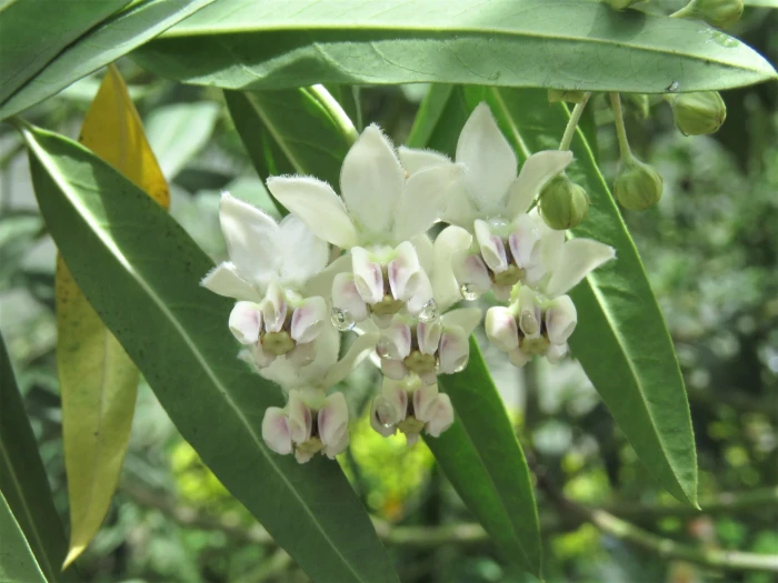 Gomphocarpus physocarpus image