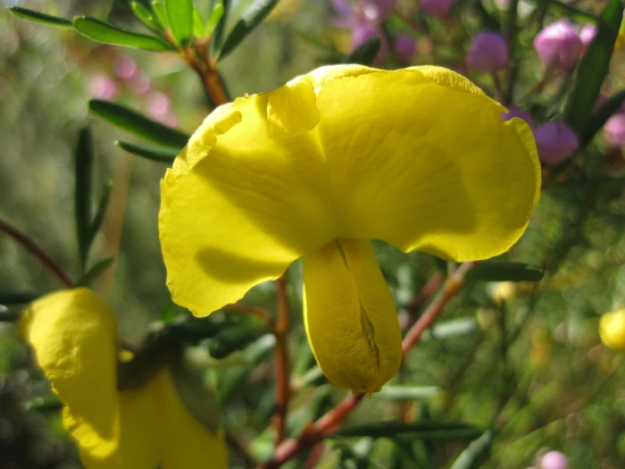 Gompholobium latifolium image