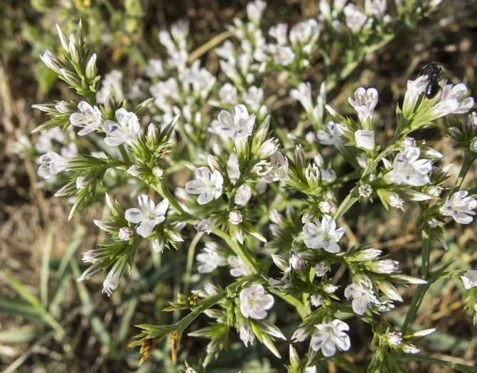Goniolimon incanum image