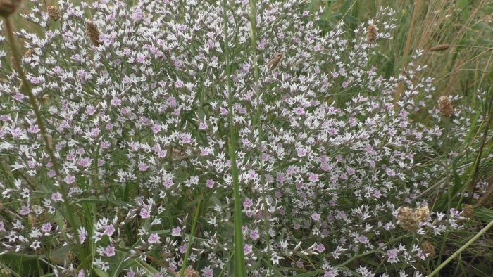 Goniolimon tataricum image