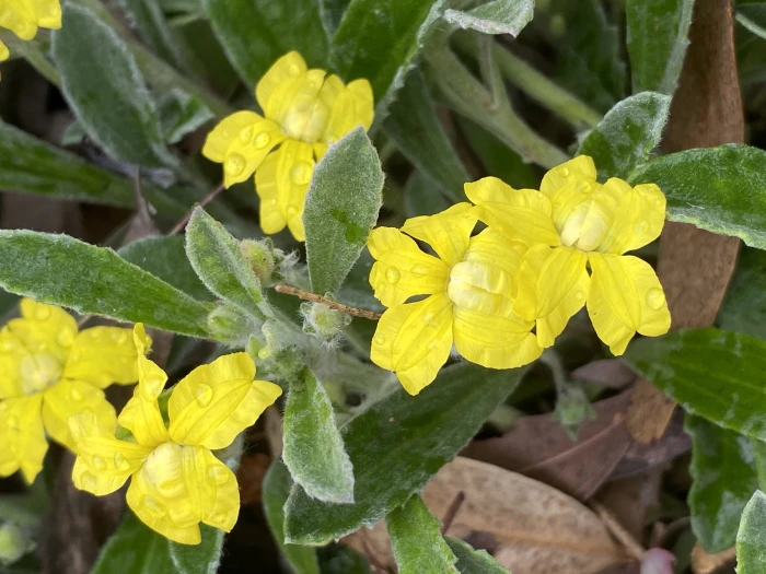 Goodenia affinis image