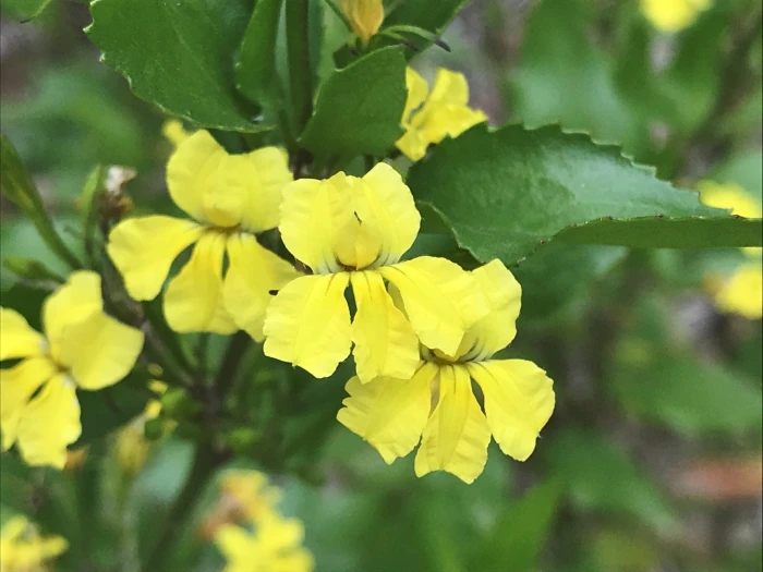 Goodenia ovata image