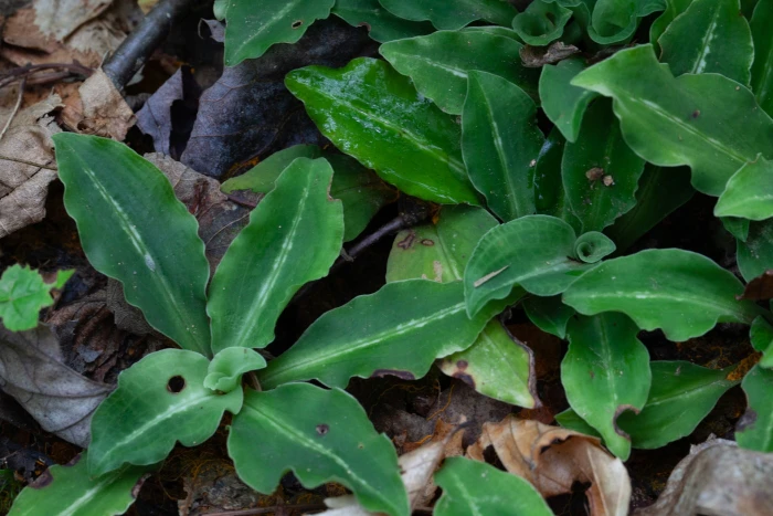 Goodyera oblongifolia image