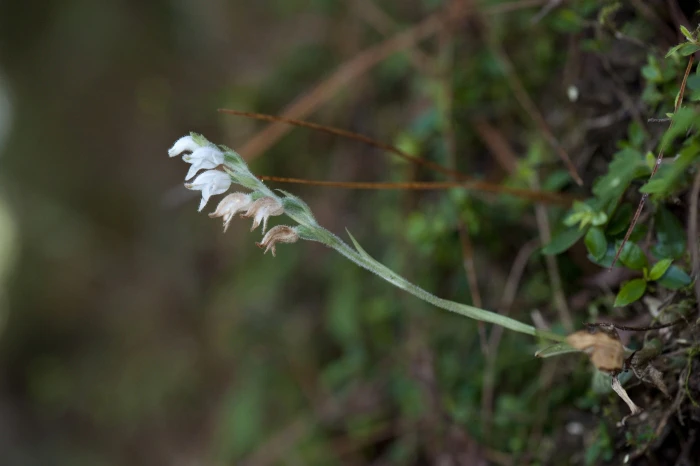 Goodyera schlechtendaliana image