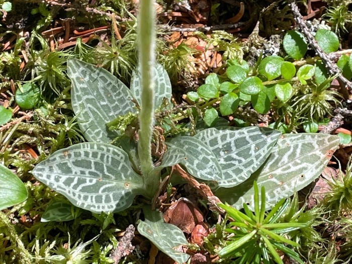 Goodyera tesselata image