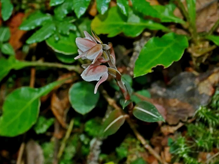 Goodyera velutina image