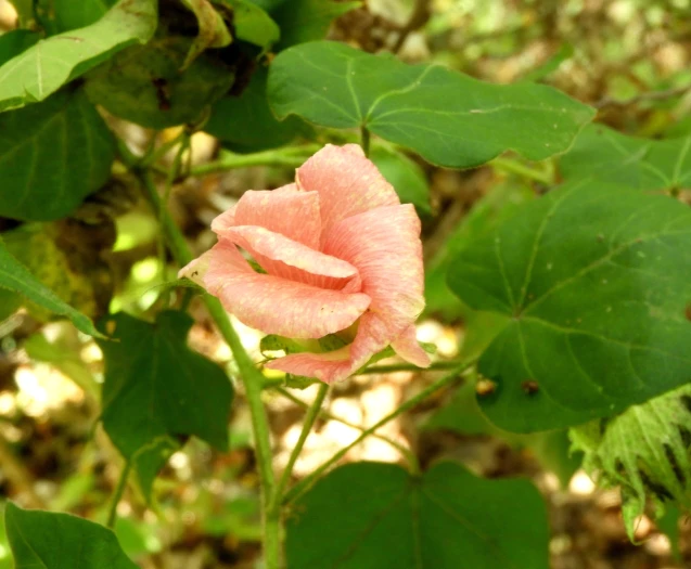 Gossypium hirsutum image