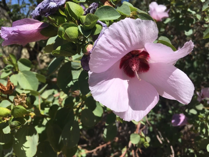 Gossypium sturtianum image