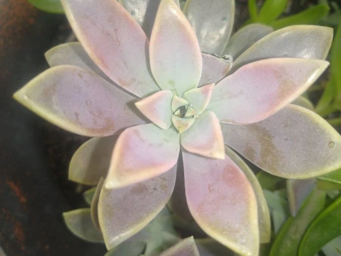 Graptopetalum paraguayense image