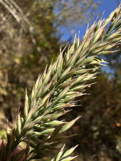 Greeneochloa coarctata image