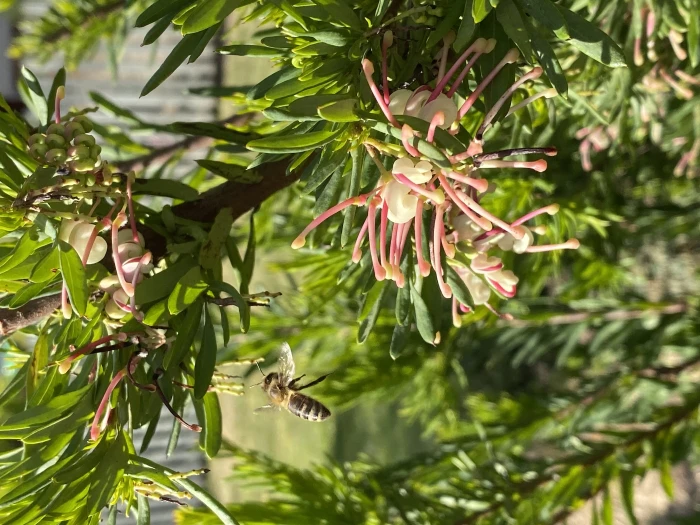 Grevillea iaspicula image