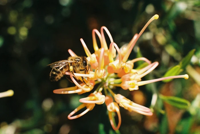 Grevillea olivacea image