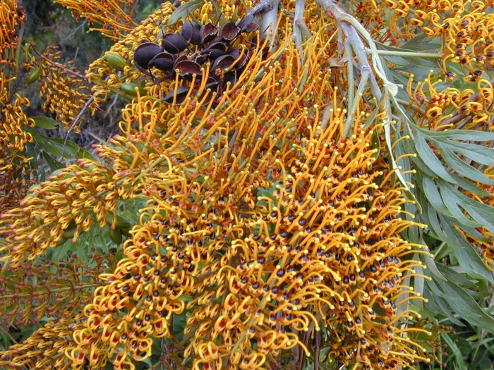 Grevillea robusta image