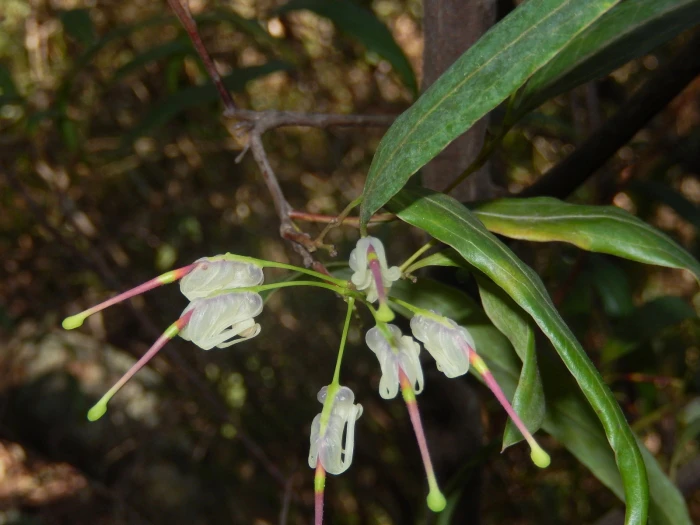 Grevillea shiressii image