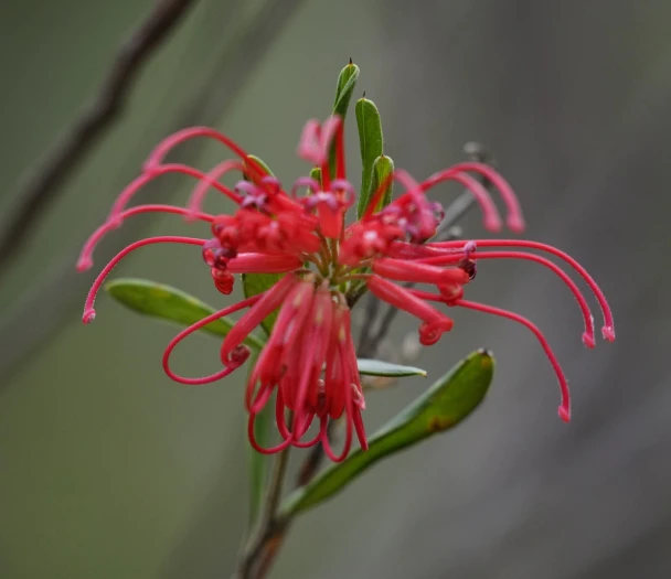 Grevillea speciosa image