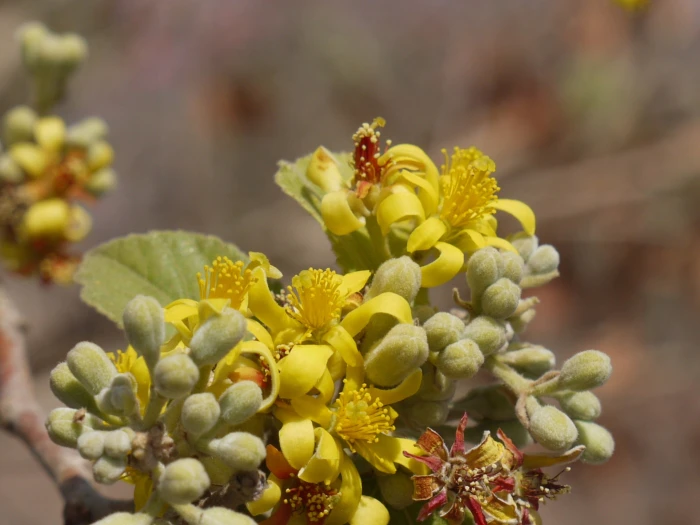 Grewia asiatica image