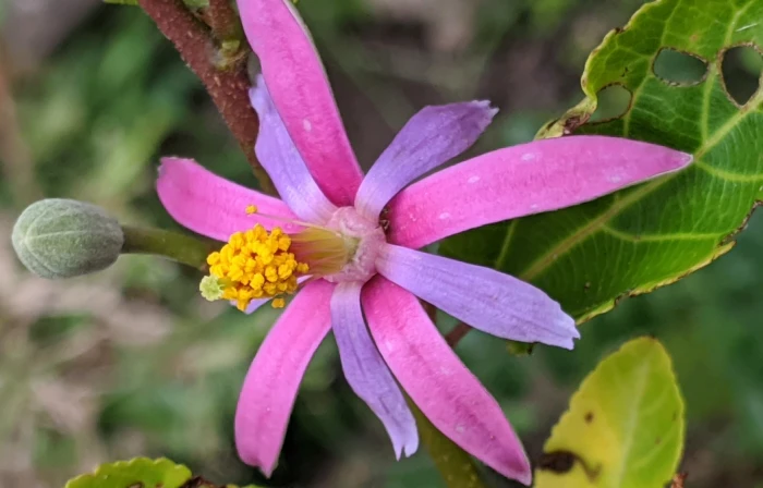 Grewia occidentalis image