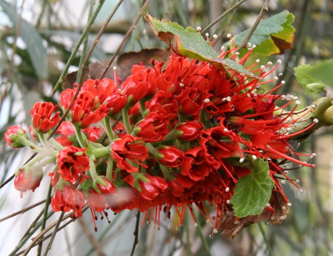 Greyia sutherlandii image