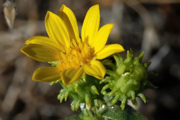 Grindelia hirsutula image
