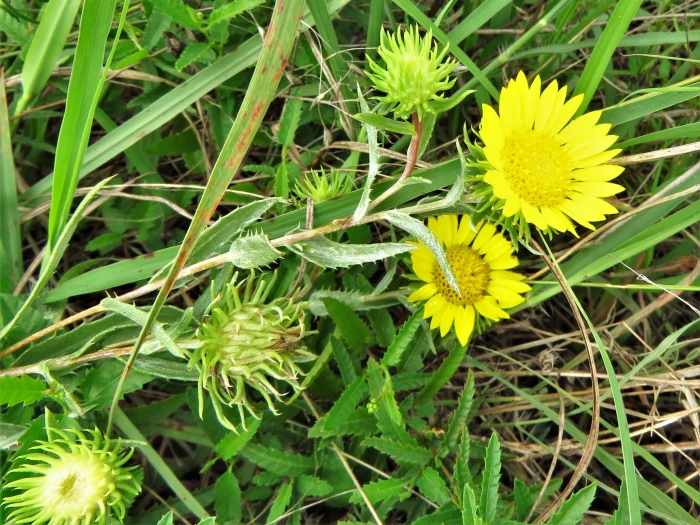 Grindelia lanceolata image