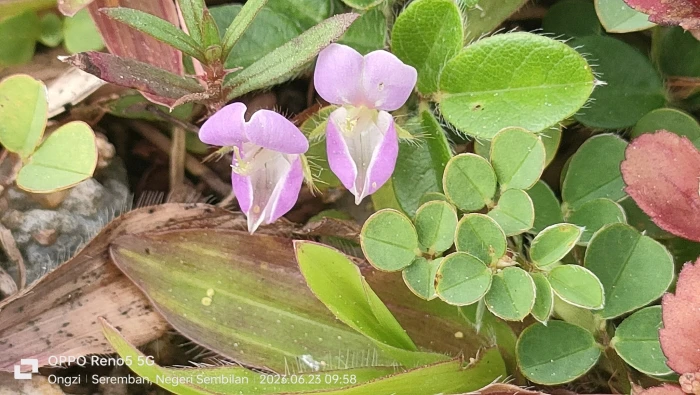 Grona heterophylla image